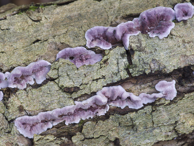 Chondrostereum purpureum